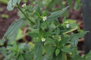 lithospermum officinale (1200 x 800)